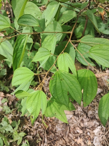 Bauhinia ungulata observed 2026-09-07