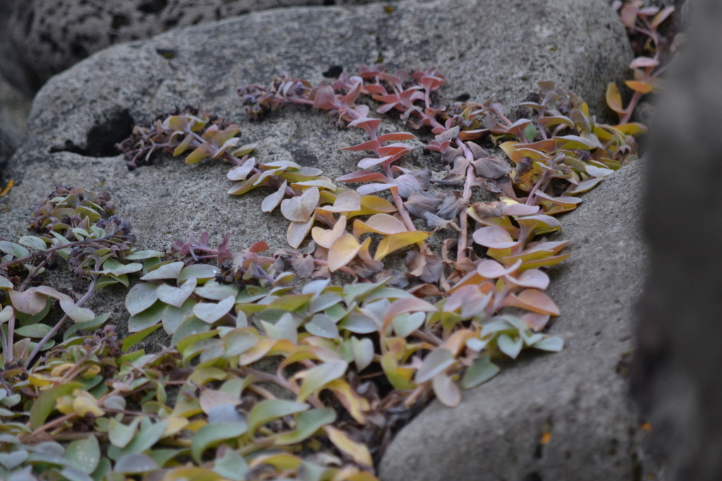 Mertensia maritima; photograph (c) lengthofcordage, some rights reserved (CC BY)