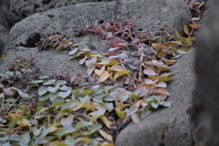 Mertensia maritima
