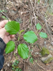 Viburnum ellipticum