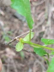 Viburnum ellipticum