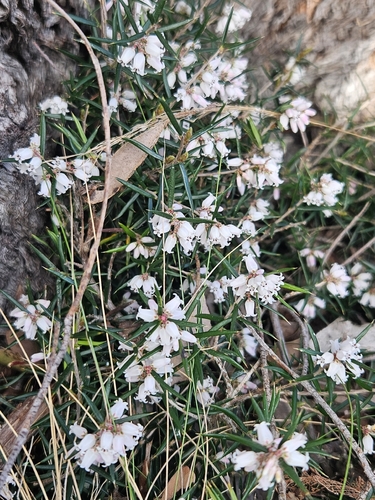 peach heath
