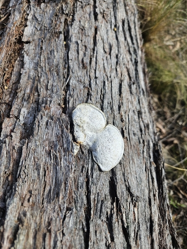 Southern Cinnabar Polypore