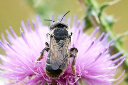 Steinbienen