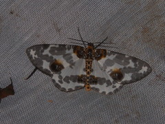 Abraxas amicula-illuminata