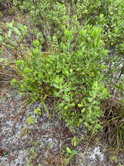 Garberia heterophylla, photograph (c) Karen Guin, some rights reserved (CC BY)