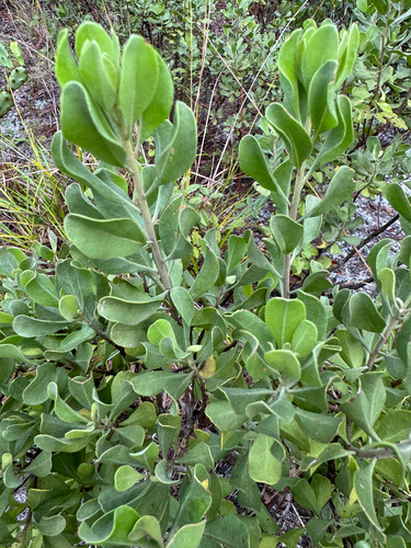 Garberia heterophylla, photograph 3