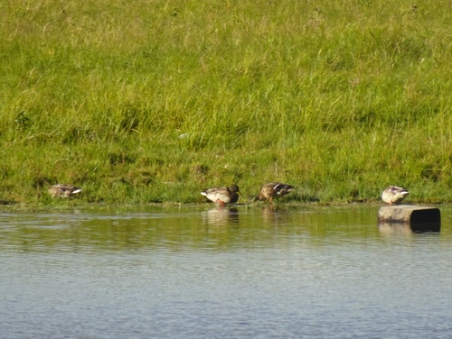 Mallard