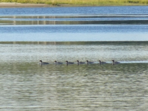 Common Merganser