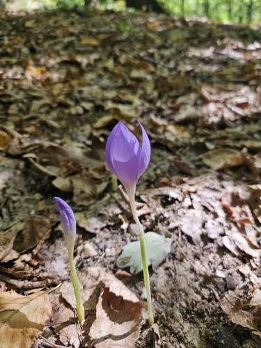 Byzantine Crocus