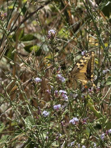 Old World Swallowtail