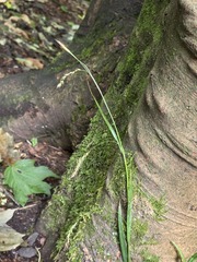 Carex sylvatica, photograph (c) Matthew Flood, some rights reserved (CC BY)