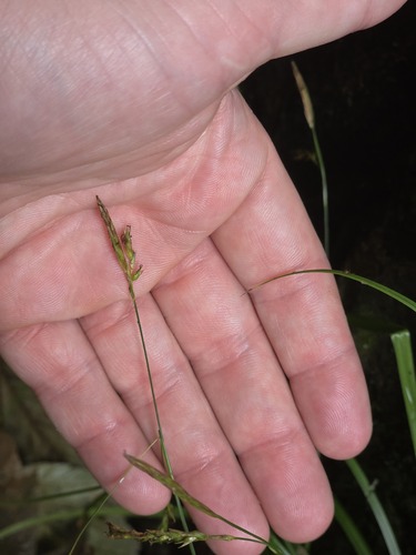 Carex sylvatica, photograph 6