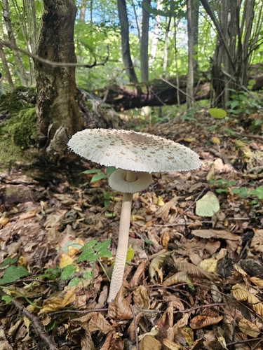Parasol