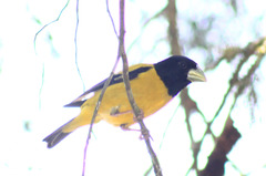 Coccothraustes abeillei