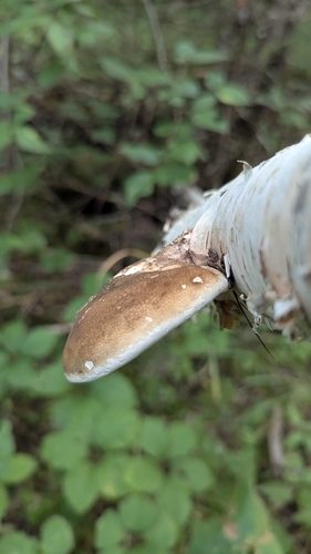 birch polypore
