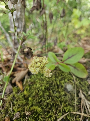 Great Stonecrop