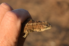 Urosaurus auriculatus