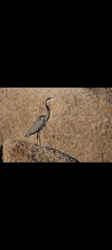 iNaturalist: (c) Franck Gueff, some rights reserved (CC BY-NC), uploaded by Franck Gueff iNaturalist image