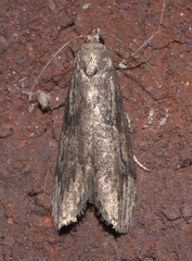 Aphomia terrenella