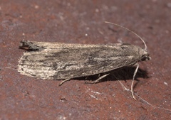 Aphomia terrenella