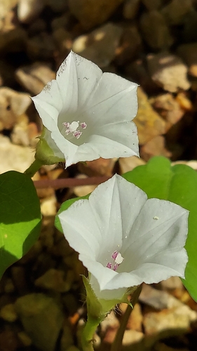 White Morning-glory
