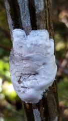 Septobasidium simmondsii