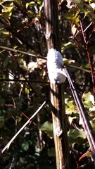 Septobasidium simmondsii