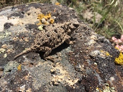 Phrynosoma douglasii