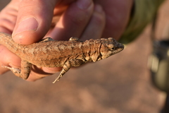 Urosaurus auriculatus