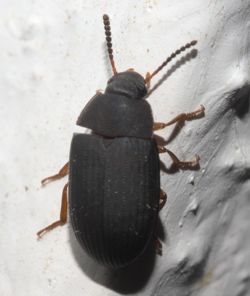 Platydema flavipes