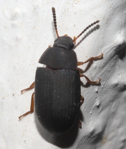 Platydema flavipes