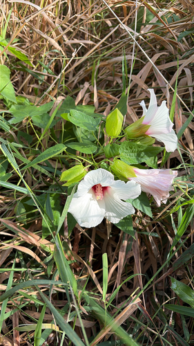 Halberd-leaf Rosemallow
