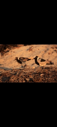 iNaturalist image