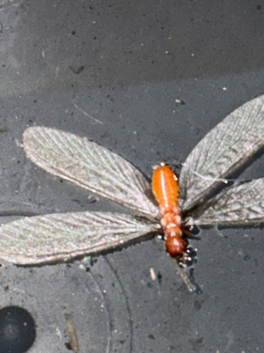 Zootermopsis angusticollis