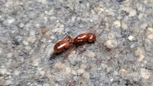 Solenopsis amblychila