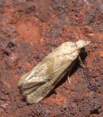 Platphalonidia felix