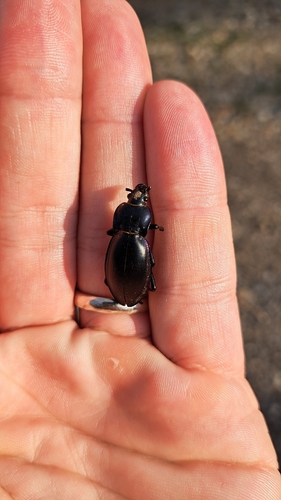 Violet ground beetle