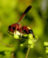 Rhynchium oculatum