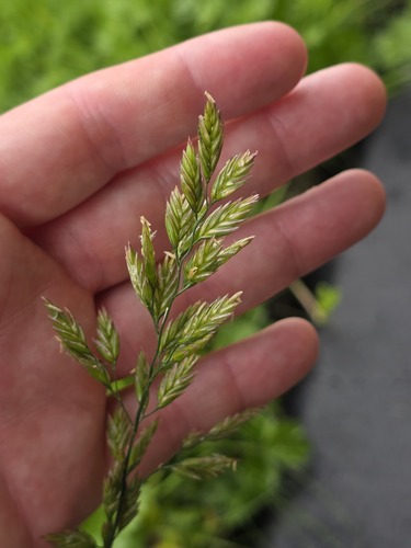 Lolium arundinaceum, photograph 4