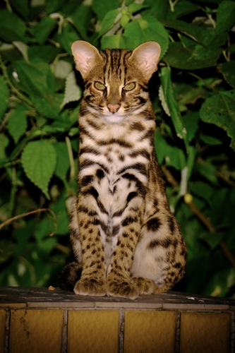 Indochinese Leopard Cat