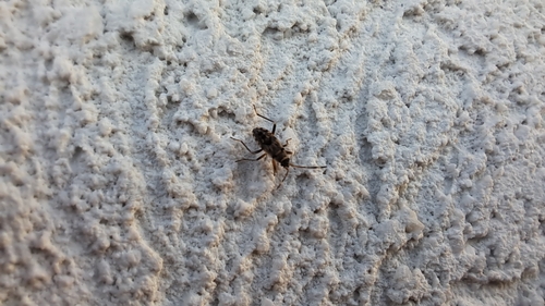 coastal groundbug