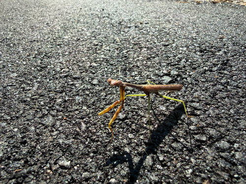 Carolina Mantis