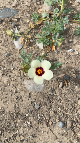 flower-of-an-hour