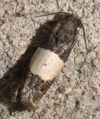 Epiblema tripartitana