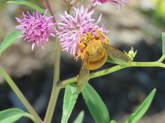 Xylocopa griswoldi