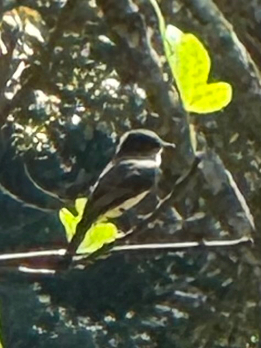 Eastern Phoebe