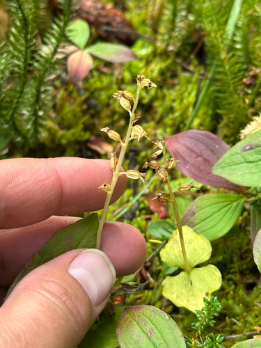 Neottia cordata, photograph 2