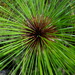 Papyrus Sedge - Photo (c) James Steamer, some rights reserved (CC BY-NC), uploaded by James Steamer