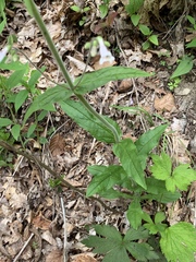 Penstemon brevisepalus